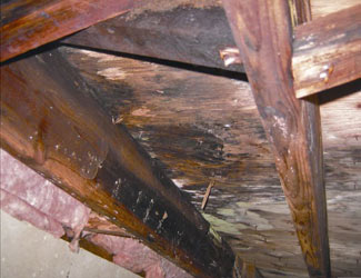 mold and rot in a Sun Valley crawl space