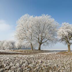 Frost covering trees and a grassy field in Homewood